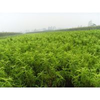 遼寧德偉苗圃 本地培育優(yōu)質(zhì)桃李苗木，助力果園豐產(chǎn)增收
