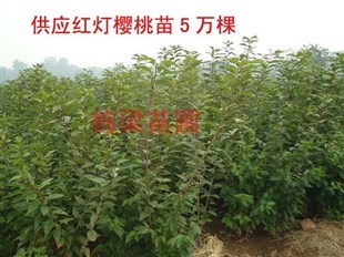 云南棟梁苗圃 專(zhuān)業(yè)培育，專(zhuān)供優(yōu)質(zhì)全紅突圍桃樹(shù)苗