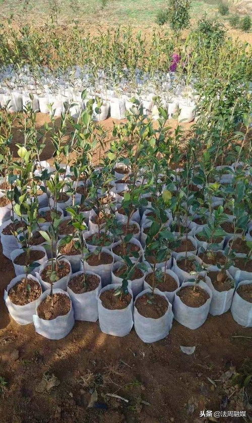 澧縣苗圃 精心培育80萬(wàn)株優(yōu)質(zhì)油茶苗，助推產(chǎn)業(yè)繁榮與鄉(xiāng)村振興