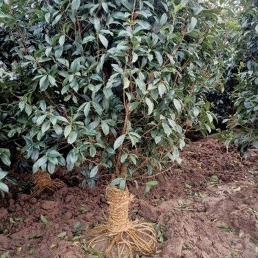 20公分金桂花樹(shù)價(jià)格全解析 從苗圃培育到市場(chǎng)銷(xiāo)售的深度洞察