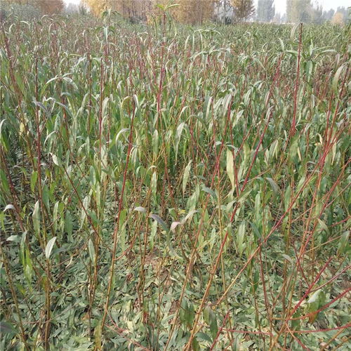 映霜紅桃樹(shù)苗 苗圃直銷(xiāo)，高成活率的優(yōu)質(zhì)之選