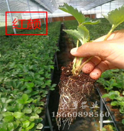 大興久香草莓苗批發(fā)價(jià)格解析 苗圃培育與市場(chǎng)銷(xiāo)售的全面指南